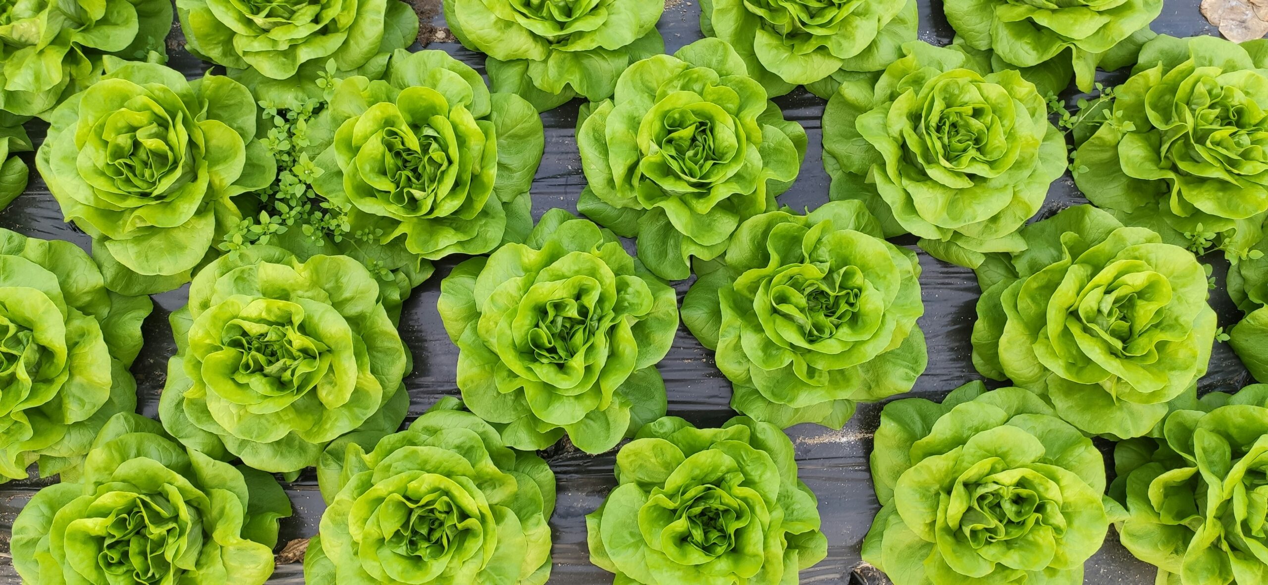 green succulent plants on gray concrete floor